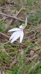 Caladenia catenata