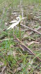 Caladenia catenata