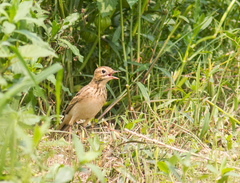 Anthus godlewskii