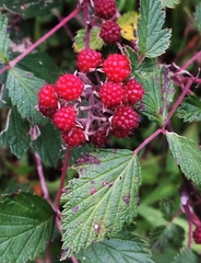 Rubus mesogaeus