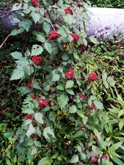Rubus mesogaeus