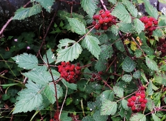 Rubus mesogaeus