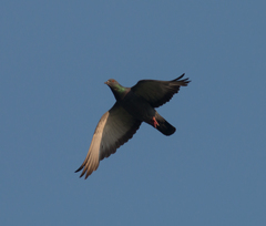 Columba livia