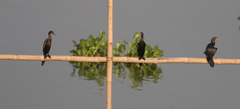 Microcarbo niger