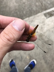 Sympetrum speciosum