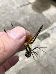 Sympetrum speciosum