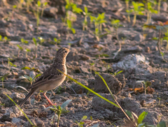 Anthus godlewskii