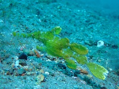 Solenostomus halimeda