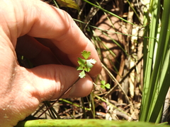 Hydrocotyle paludosa
