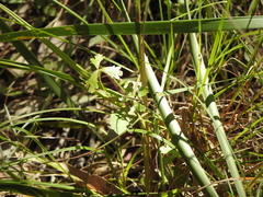 Hydrocotyle paludosa