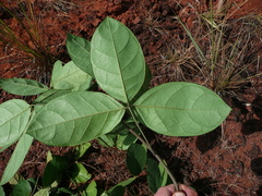 Ritchiea capparoides