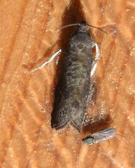 Grapholita funebrana