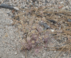 Leptosiphon breviculus