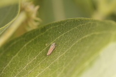 Graphocephala uhleri