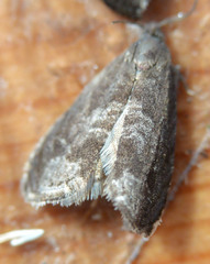 Grapholita funebrana
