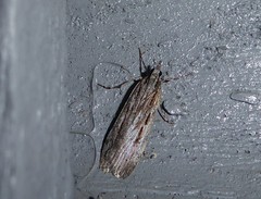 Scoparia indistinctalis