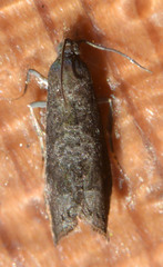 Grapholita funebrana