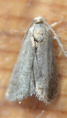 Grapholita funebrana