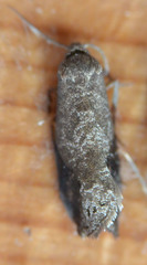 Grapholita funebrana