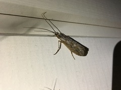 Phryganea bipunctata