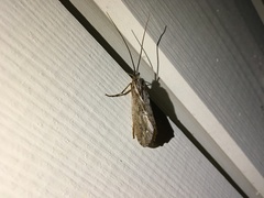 Phryganea bipunctata