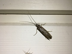 Phryganea bipunctata