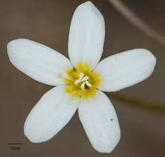 Leptosiphon breviculus