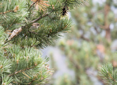 Phylloscopus sindianus