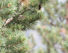 Phylloscopus sindianus