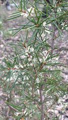 Hakea sericea