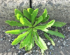 Erigeron floribundus