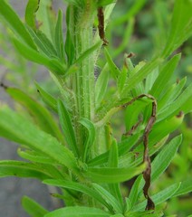 Erigeron floribundus