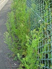 Erigeron floribundus