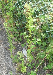 Erigeron floribundus