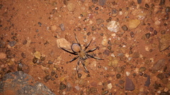Hoggicosa