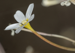 Leptosiphon breviculus