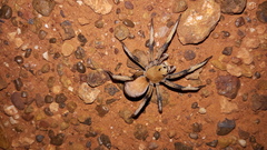 Hoggicosa