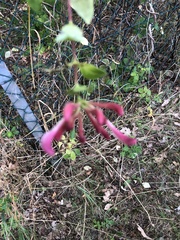 Lonicera caprifolium