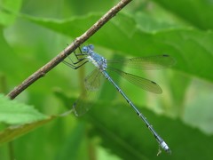 Lestes eurinus