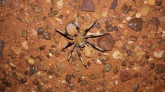 Hoggicosa