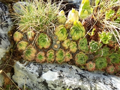 Sempervivum vicentei
