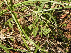Cheilanthes sieberi sieberi