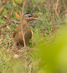 Picus xanthopygaeus