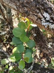 Pterocelastrus tricuspidatus