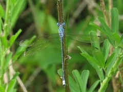 Lestes eurinus
