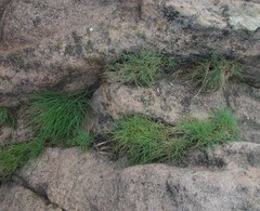 Festuca rubra juncea