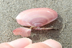 Gari lineolata
