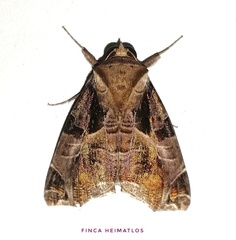 Calyptis
