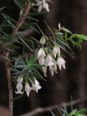 Styphelia setigera