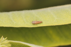 Graphocephala uhleri